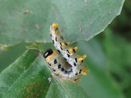 butterfly larva on a green leaf, close-upの写真素材