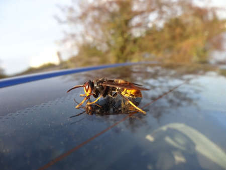 Wasp on the roof of a car in the morning sun.の写真素材