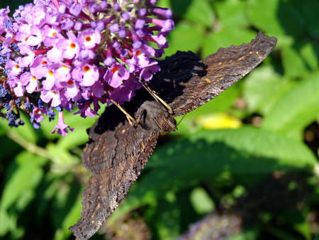Butterfly on a lilac buddleia flower.の写真素材