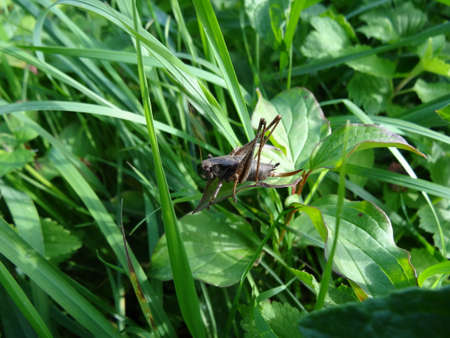 Grasshopper on the grass in the garden. Close up.の写真素材