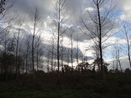 Dramatic stormy sky over a forest in the fall.の写真素材