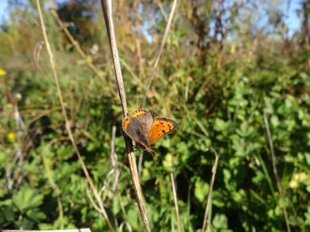 butterfly on a twig in the meadow in autumnの写真素材
