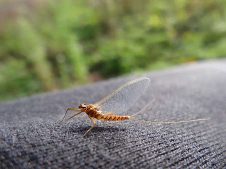 Dragonfly on the road in the forest. Close-up.の写真素材