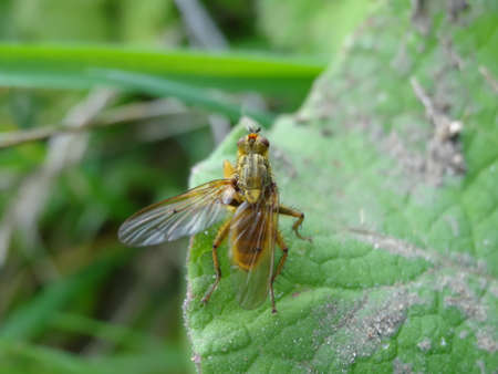 A macro shot of a fly sitting on a green leaf in the garden.の写真素材