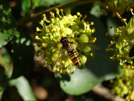 A hoverfly sits on a yellow flower in a spring garden.