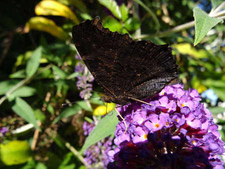Aglais urticae, butterfly on a purple butterfly bushの写真素材