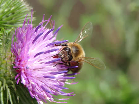 Honey bee collecting pollen from a purple thistle flower in the gardenの写真素材