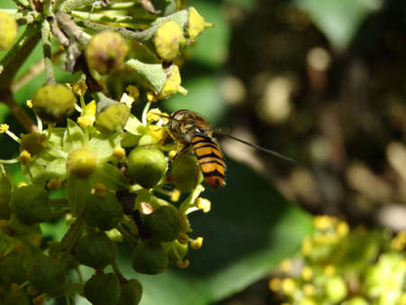 A hoverfly sits on a yellow flower in the spring sun.の写真素材