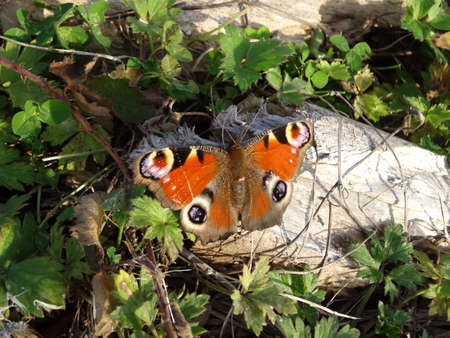 Peacock butterfly (Inachis io) on a branchの写真素材