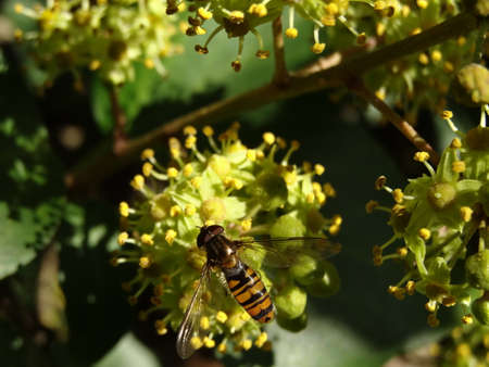 Hoverfly on a flower of a linden tree.の写真素材