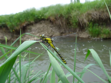 Dragonfly on a blade of grass on the background of the riverの写真素材