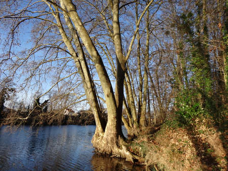 A view of a lake in the middle of a forest in winter.の写真素材