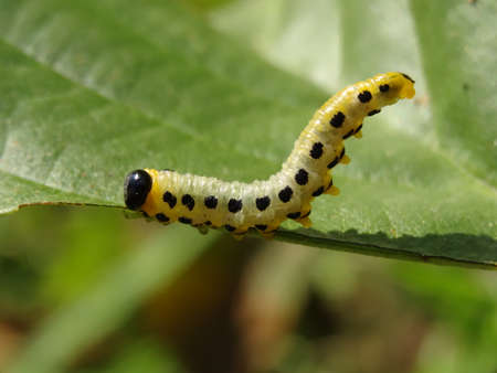 Caterpillar of the Spotted Peacock Moth on a leafの写真素材