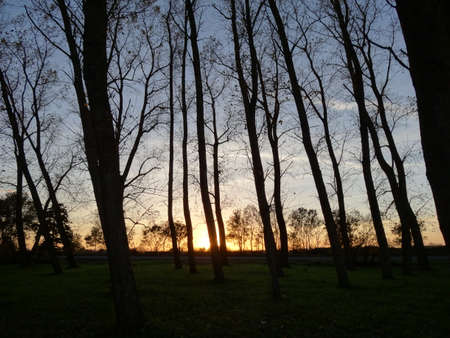 Sunset in the park with trees and grass in the foreground.の写真素材