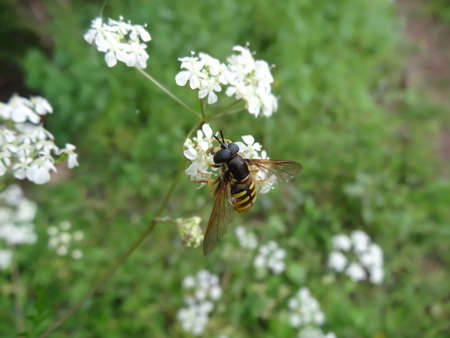 Wasp on a white flower in the garden. Close-up