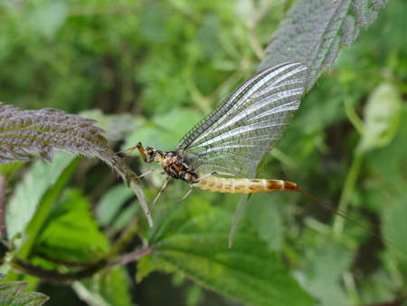 A closeup of a dragonfly resting on a nettle leafの写真素材