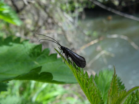 A black insect sits on a nettle leaf.の写真素材