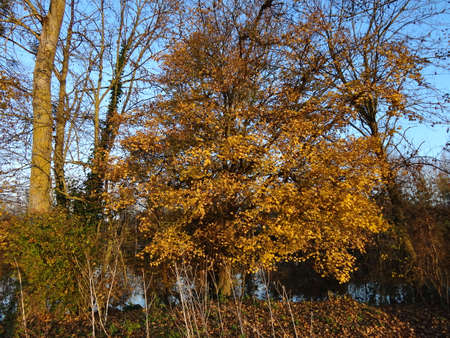 Autumn trees in the park on a sunny day. Nature backgroundの写真素材
