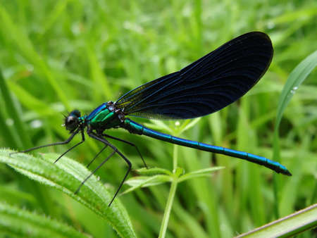 Close-up of a blue damselfly on a green leafの写真素材
