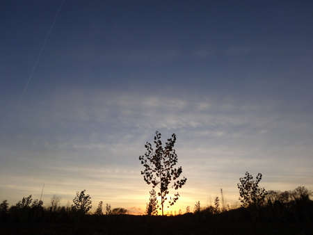 Sunset in the meadow. Silhouettes of trees against the blue sky.の写真素材