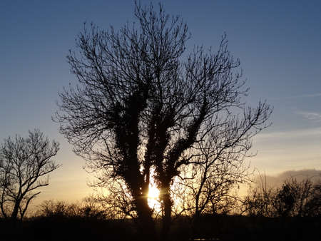 Silhouette of a bare tree at sunset in the countryside.の写真素材