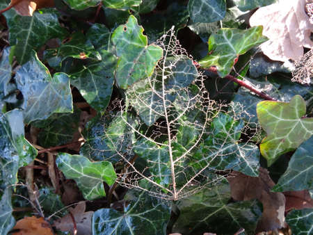 Green ivy leaves with spider web in the garden, close upの写真素材