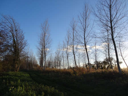 Landscape with bare trees on a sunny day in early spring.の写真素材