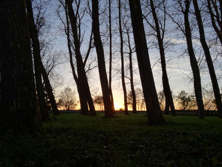 Sunset in the forest with trees and grass in the foreground.の写真素材