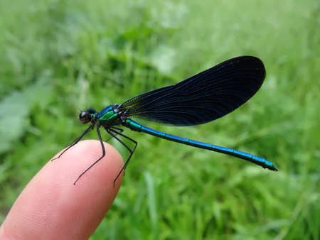 A blue dragonfly sits on a human finger and looks at the camera.