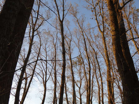Trees in the forest against the blue sky. High quality photoの写真素材