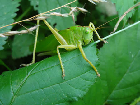 Grasshopper on a green leaf. Close-up.の写真素材
