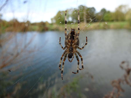 Spider on the web. Argiope bruennichi. High quality photoの写真素材