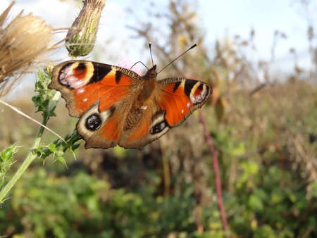 Peacock butterfly (Inachis io) on thistleの写真素材