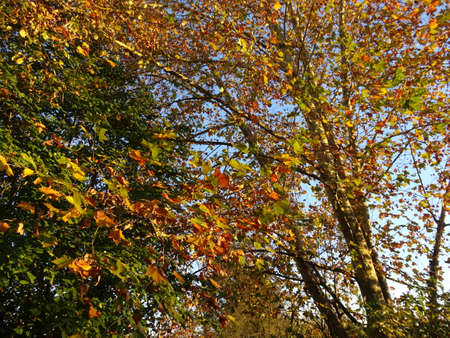 Autumn leaves on the trees in the forest. Autumn background.の写真素材