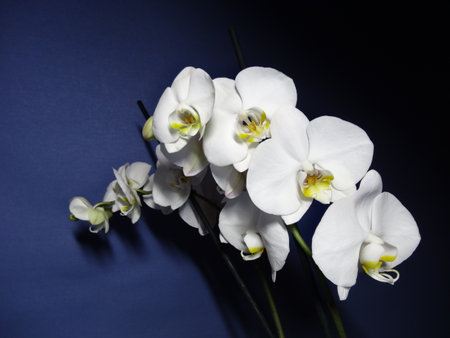 White orchid on blue background.の写真素材