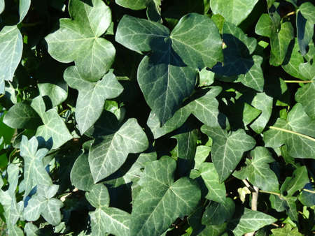 Green ivy leaves close-up, natural background, wallpaper.の写真素材