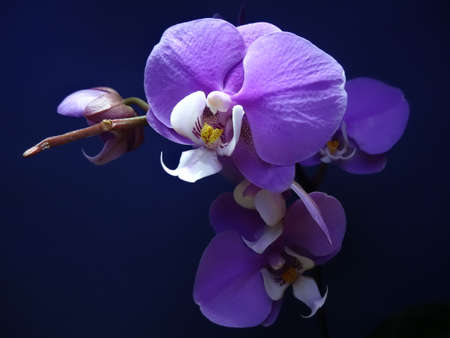 Beautiful purple orchid on a dark blue background close-upの写真素材