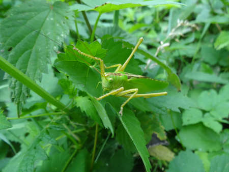 Green grasshopper on a green leaf in the summer garden.の写真素材