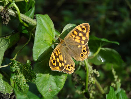 A closeup of a butterfly sitting on a leaf in the garden.の写真素材