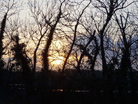 Silhouette of bare trees at sunset in the countryside in winterの写真素材