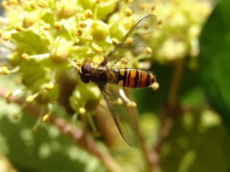 A hoverfly sits on a blossom of a yarrow.の写真素材