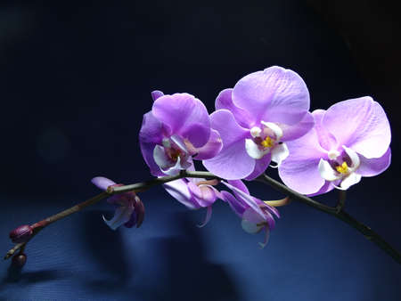 Purple orchids on a dark background, close-upの写真素材