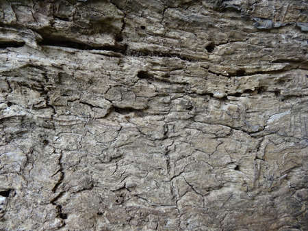 Close up of an old weathered tree bark with cracks and holesの写真素材