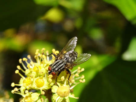 A macro shot of a fly sitting on a blossom in the sunshine.の写真素材