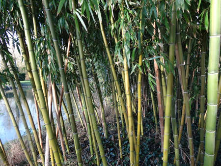 Bamboo forest in the park, close-up. Natural background.の写真素材