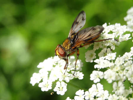 Fly on white flowers in the garden. Selective focus. Nature.の写真素材