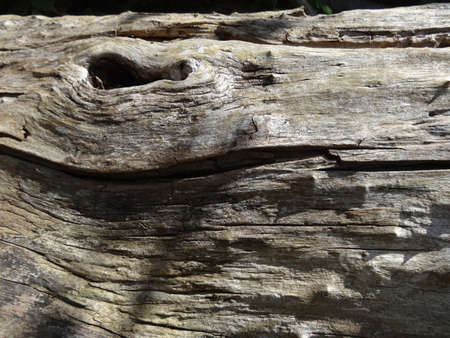 Old wood texture background. Close up of tree bark texture background.の写真素材