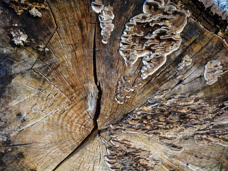 Wooden texture with fungus, close-up. Abstract background.の写真素材