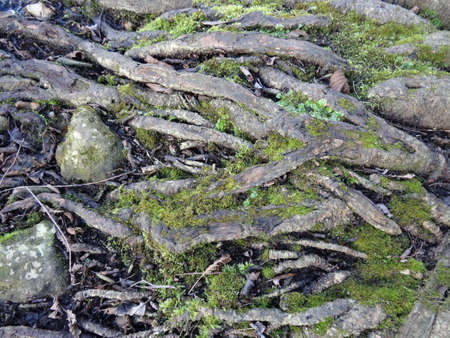 Mossy roots of trees in the forest. Natural background.の写真素材