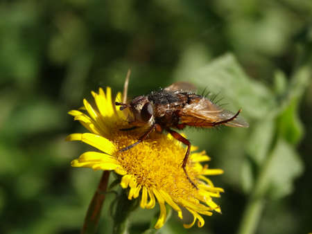 Fly on a yellow flower. Macro photography of insects. High quality photoの写真素材